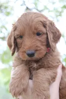 Peach, a female Goldendoodle for sale in San Diego, CA – Photo 1 of 5