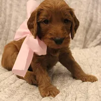 Peach, a female Goldendoodle for sale in San Diego, CA – Photo 8 of 10