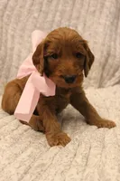 Peach, a female Goldendoodle for sale in San Diego, CA – Photo 4 of 5