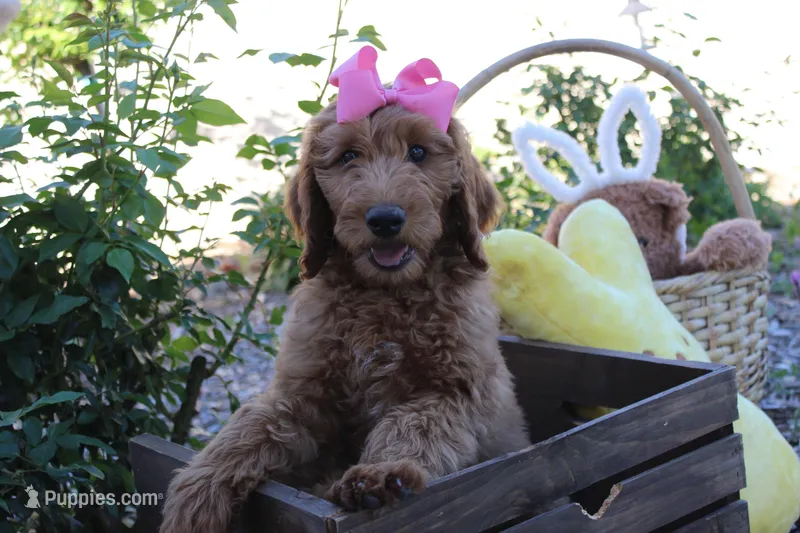 Peach – Goldendoodle puppy for sale in San Diego, CA