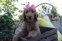 Peach, a female Goldendoodle for sale in San Diego, CA – Photo 2 of 10