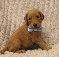 Griffin , a male Goldendoodle for sale in San Diego, CA – Photo 5 of 5
