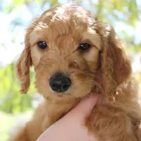 Griffin , a female Goldendoodle for sale in San Diego, CA – Photo 6 of 9