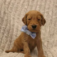Griffin , a female Goldendoodle for sale in San Diego, CA – Photo 4 of 9