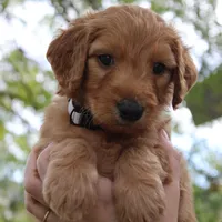 Griffin , a female Goldendoodle for sale in San Diego, CA – Photo 9 of 9