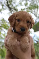 Griffin , a male Goldendoodle for sale in San Diego, CA – Photo 2 of 5
