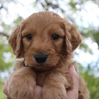Griffin , a female Goldendoodle for sale in San Diego, CA – Photo 5 of 9