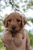 Griffin , a male Goldendoodle for sale in San Diego, CA – Photo 1 of 5