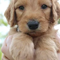 Griffin , a female Goldendoodle for sale in San Diego, CA – Photo 8 of 9