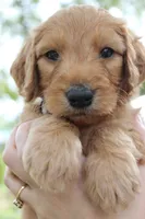 Griffin , a male Goldendoodle for sale in San Diego, CA – Photo 3 of 5