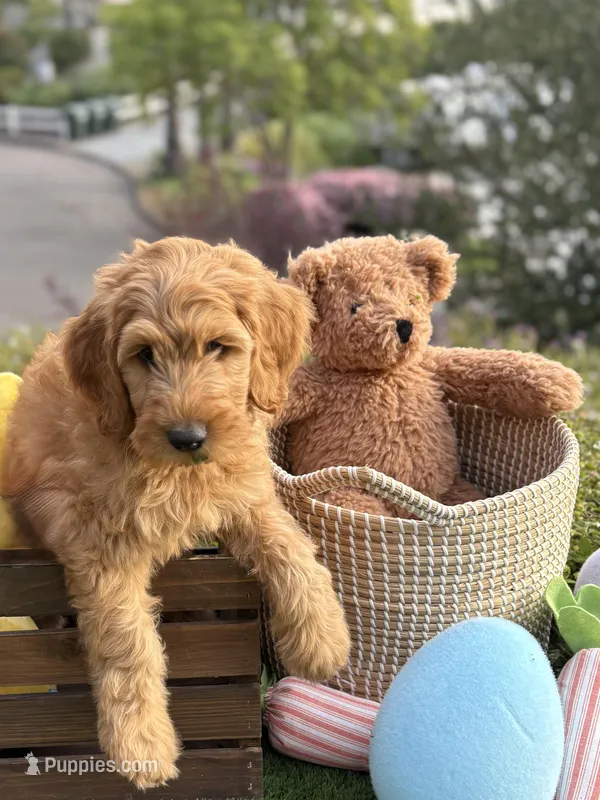 Griffin  – Goldendoodle puppy for sale in San Diego, CA
