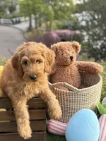 Griffin , a female Goldendoodle for sale in San Diego, CA – Photo 3 of 9