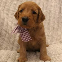 Savannah , a female Goldendoodle for sale in San Diego, CA – Photo 8 of 9