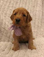 Savannah , a female Goldendoodle for sale in San Diego, CA – Photo 5 of 5