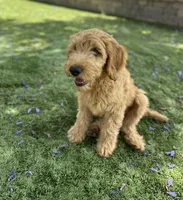 Savannah , a female Goldendoodle for sale in San Diego, CA – Photo 2 of 9