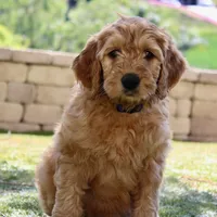 Savannah , a female Goldendoodle for sale in San Diego, CA – Photo 3 of 9