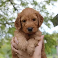 Savannah , a female Goldendoodle for sale in San Diego, CA – Photo 5 of 9