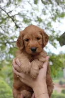 Savannah , a female Goldendoodle for sale in San Diego, CA – Photo 1 of 5