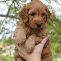 Savannah , a female Goldendoodle for sale in San Diego, CA – Photo 7 of 9