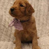 Savannah , a female Goldendoodle for sale in San Diego, CA – Photo 4 of 9