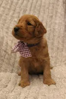 Savannah , a female Goldendoodle for sale in San Diego, CA – Photo 3 of 5