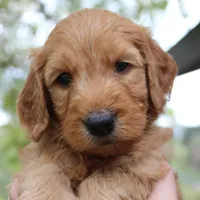 Savannah , a female Goldendoodle for sale in San Diego, CA – Photo 6 of 9