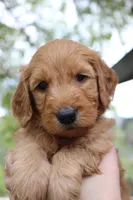 Savannah , a female Goldendoodle for sale in San Diego, CA – Photo 2 of 5