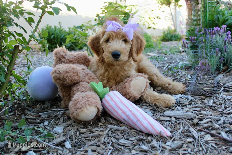 Savannah  – Goldendoodle puppy for sale in San Diego, CA