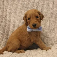 Jasper, a male Goldendoodle for sale in San Diego, CA – Photo 4 of 10