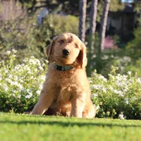 Jasper, a male Goldendoodle for sale in San Diego, CA – Photo 3 of 10