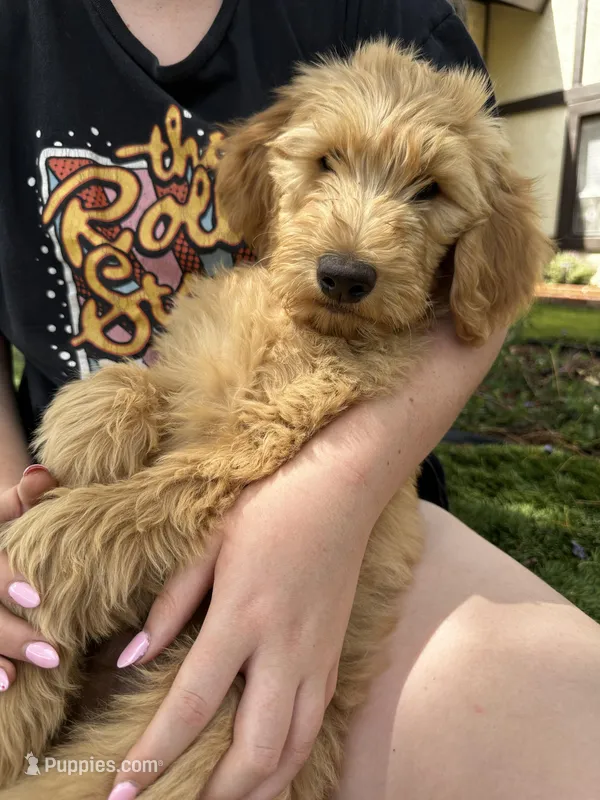 Jasper, a male Goldendoodle for sale in San Diego, CA – Photo 1 of 10