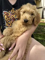 Jasper, a male Goldendoodle for sale in San Diego, CA – Photo 1 of 10