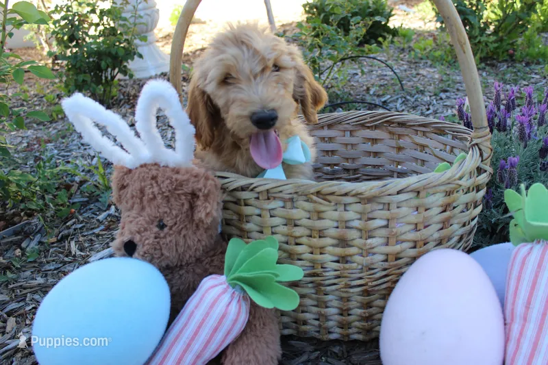 Jasper – Goldendoodle puppy for sale in San Diego, CA