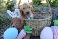 Jasper, a male Goldendoodle for sale in San Diego, CA – Photo 2 of 10