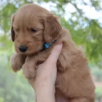 Jasper, a male Goldendoodle for sale in San Diego, CA – Photo 10 of 10