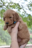 Jasper, a male Goldendoodle for sale in San Diego, CA – Photo 3 of 6