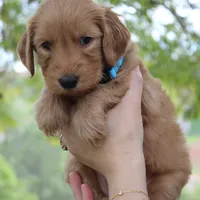 Jasper, a male Goldendoodle for sale in San Diego, CA – Photo 8 of 10