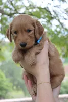 Jasper, a male Goldendoodle for sale in San Diego, CA – Photo 1 of 6