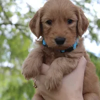 Jasper, a male Goldendoodle for sale in San Diego, CA – Photo 9 of 10