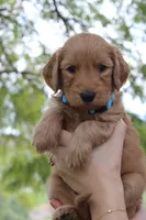 Jasper, a male Goldendoodle for sale in San Diego, CA – Photo 2 of 6