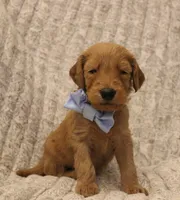Jasper, a male Goldendoodle for sale in San Diego, CA – Photo 6 of 6
