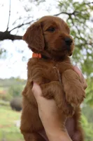Dawson, a male Goldendoodle for sale in San Diego, CA – Photo 1 of 3