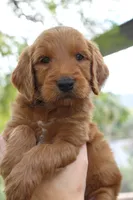 Dawson, a male Goldendoodle for sale in San Diego, CA – Photo 2 of 3