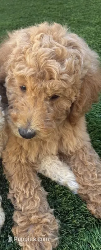 Dennis  – Goldendoodle puppy for sale in Colton, CA