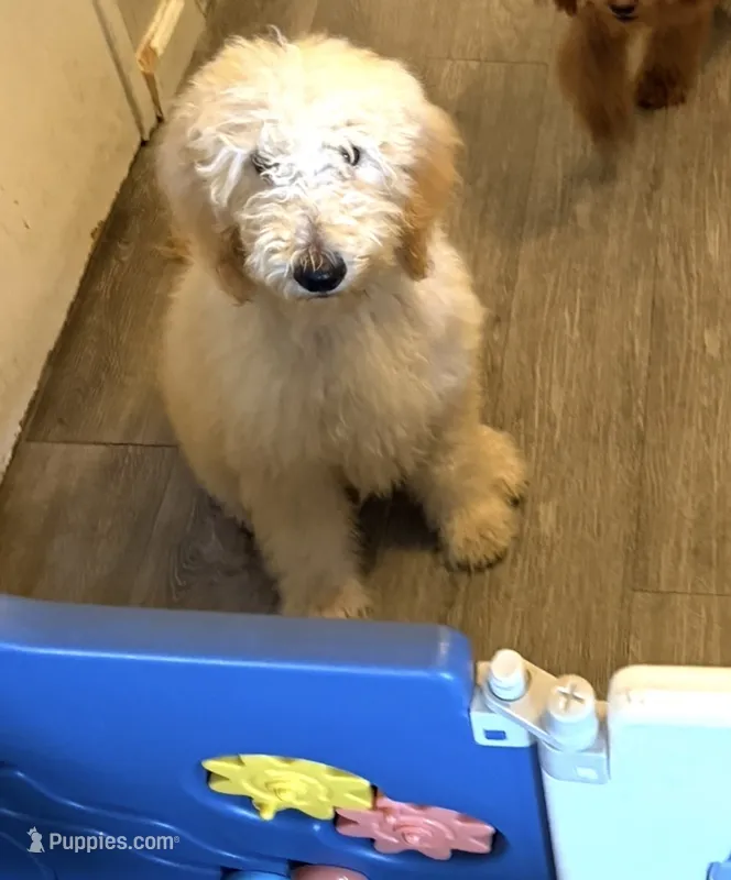 Winter  – Poodle - Standard  puppy for sale in Colton, CA