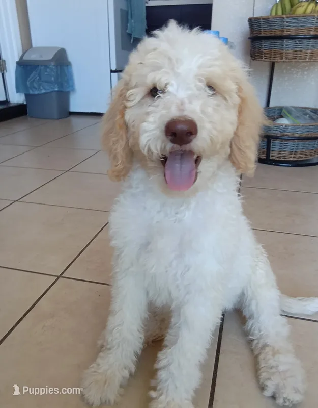 Buddy  – Goldendoodle puppy for sale in Colton, CA
