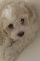 Gucci, a male Maltipoo for sale in Colton, CA – 2 of 2