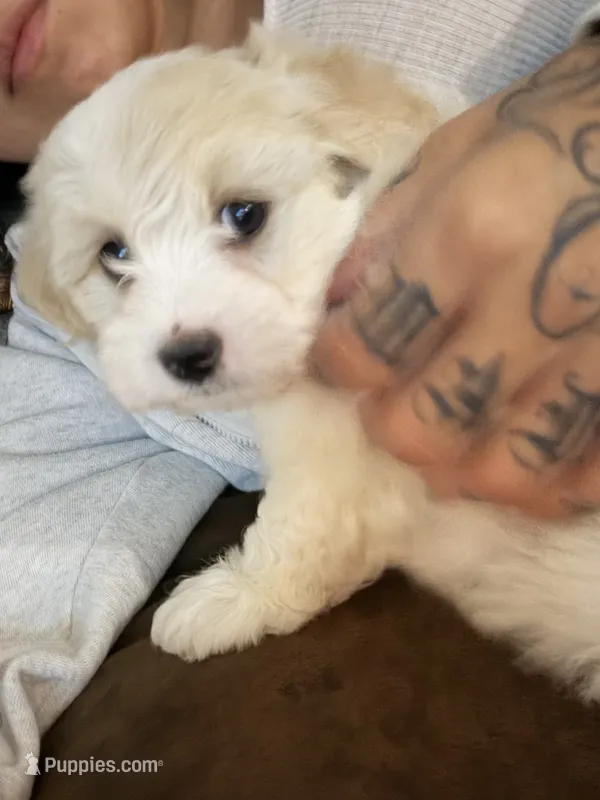 Gucci – Maltipoo puppy for sale in Colton, CA
