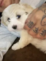 Gucci, a male Maltipoo for sale in Colton, CA – 1 of 2
