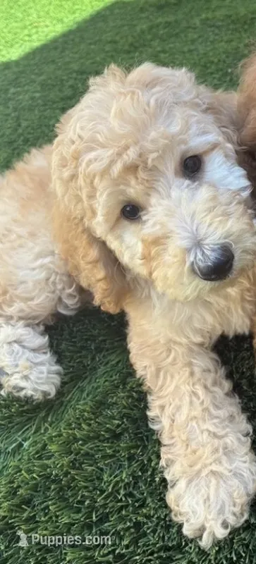 Storm  – Goldendoodle puppy for sale in Colton, CA